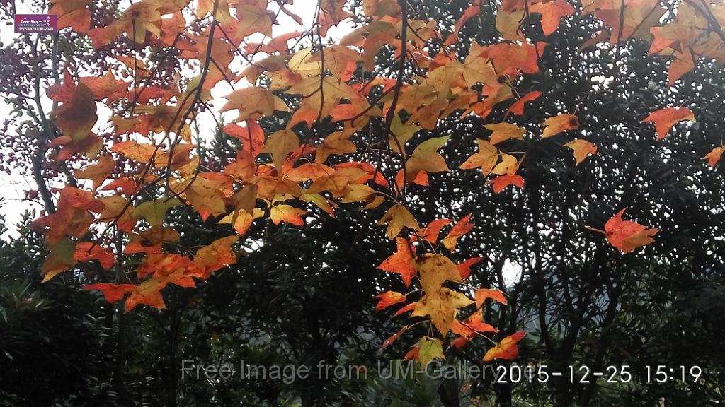 20151225red leaves-IMG_151905.jpg